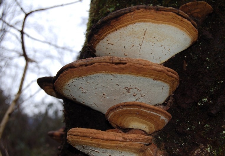 Funghi del 14 gennaio.